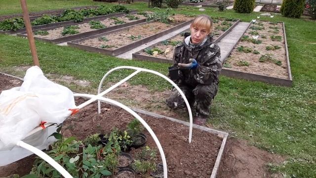 Как сохранить черенки зимой. смотреть онлайн