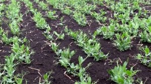 Отличный сорт гороха РОКЕТ