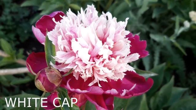 Peony White cap (Пион Уайт Кэп), Winchell George G. , 1956 США смотреть онлайн