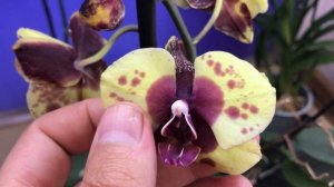 Даже не знаю Радоваться или Огорчаться? Великолепная Орхидея Фламинго Джаз (Flamingo Jazz)