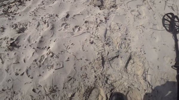 Реальный тест Nokta Simplex plus на золото серебро и медь