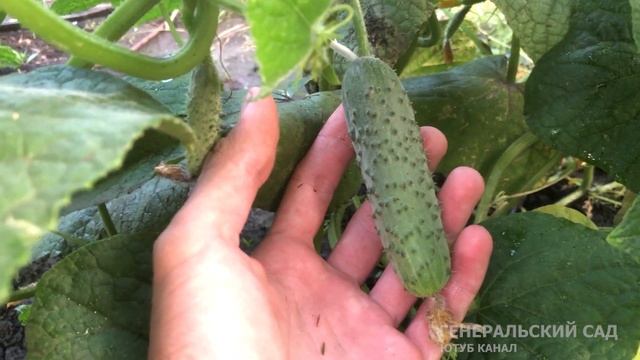 Огурцы перестанут желтеть! Лечение Огурцов От Переноспороза! смотреть онлайн