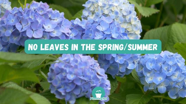 Is Your Hydrangea Dead or Dormant? | Hydrangea | Hydrangea Care смотреть онлайн