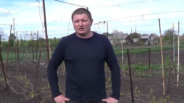 Причины вымерзания виноградных кустов. Работа над ошибками. Часть 1. Виноград 2015. смотреть онлайн