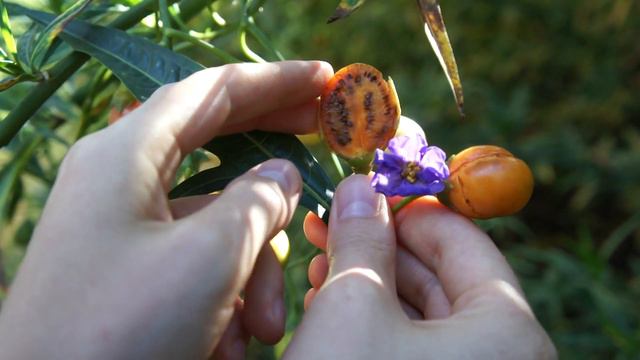 Australian Bush Tucker: Kangaroo Apple, Poroporo, New Zealand Nightshade: Solanum. смотреть онлайн