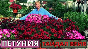 ПЕТУНИЯ серии ТАЙДАЛ особенности выращивания