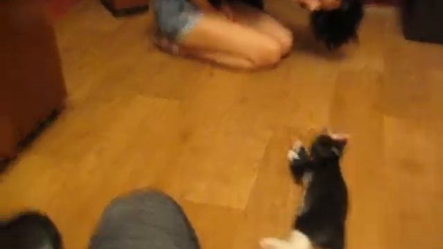 Кот Вася - Розовый бант.avi смотреть онлайн