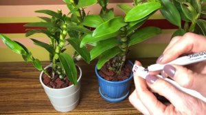 Орхидеи дендробиум нобиле и Dendrobium spectabile. Немного об уходе. Пересадка нобиле в новый грунт