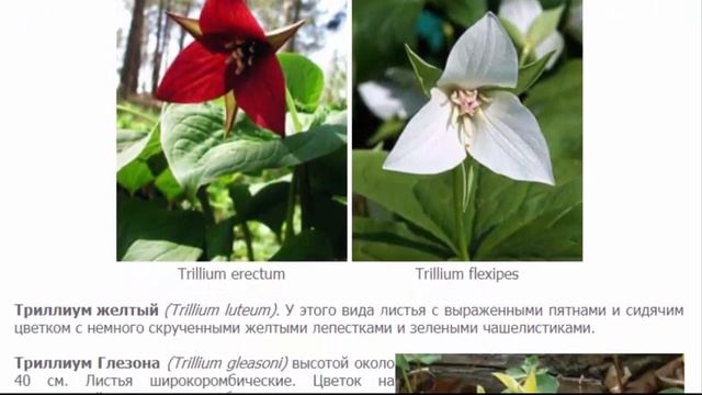 Изысканный триллиум смотреть онлайн