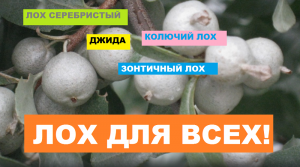 ЛОХУ БЫТЬ! Лох серебристый// Декоративные кустарники для Сибири