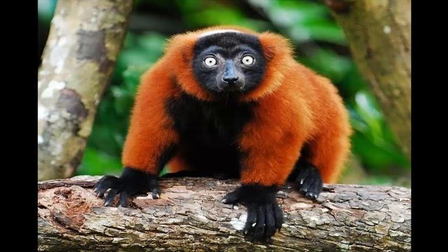 ЛЕМУР ВАРИ часть 5 смотреть онлайн