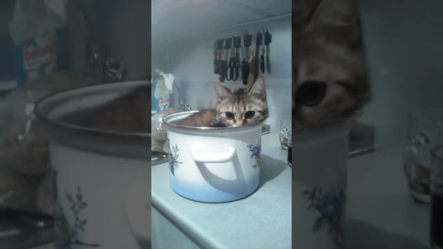 Бусинка! Суп с котом!))