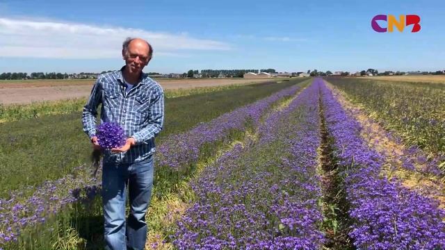 Aan tafel met... 'Triteleia Blues' смотреть онлайн