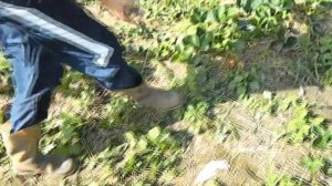 Сорт Кабрилло. Мои впечатления