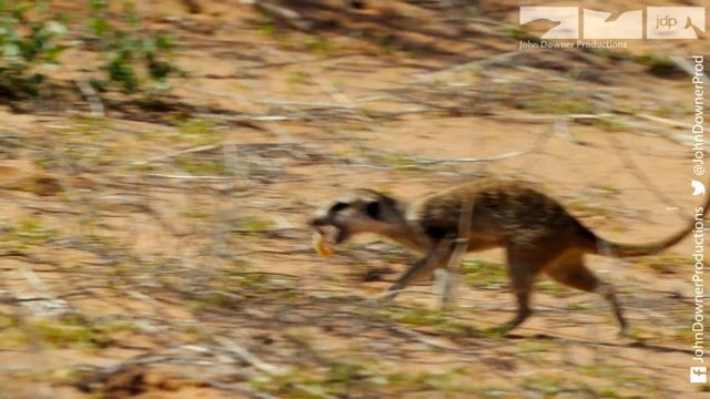 DRONGO TRICKS MEERKATS! смотреть онлайн