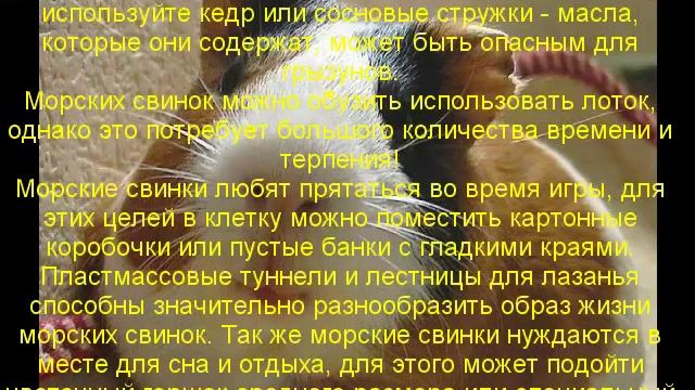 морские свинки содержание кормление и уход смотреть онлайн