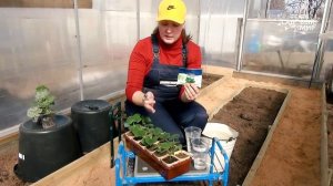 Когда высаживать рассаду огурцов в теплицу