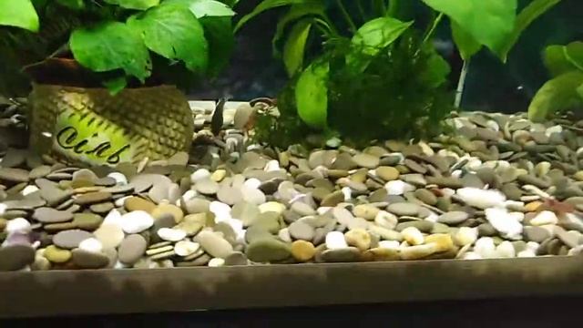 корм для аквариумных креветок. креветки едят креветку