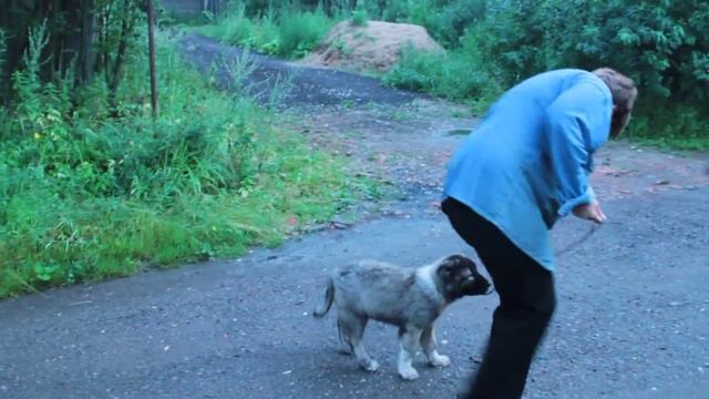 Дрессировка кавказской овчарки - команда Рядом смотреть онлайн