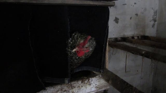 Куры клюют свои яйца? Есть простое решение! смотреть онлайн