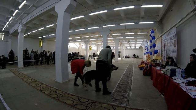 Выставка ранга ЧФ ринг ВЕО смотреть онлайн