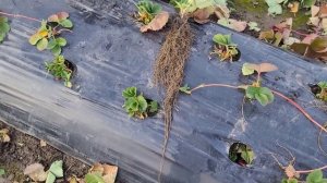 Простой и быстрый способ, чистки клубники!