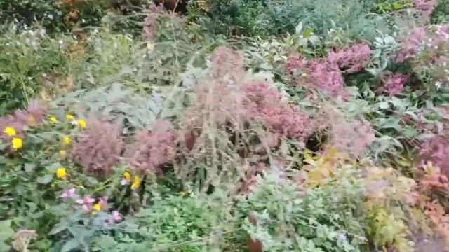 Миксбордер в Аптек. огороде ботсада МГУ 23сентября! смотреть онлайн