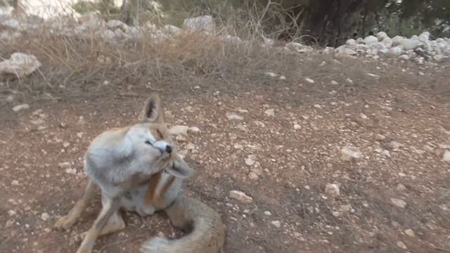 30.10.18 Луна так ярко мне светила !-позитив смотреть онлайн