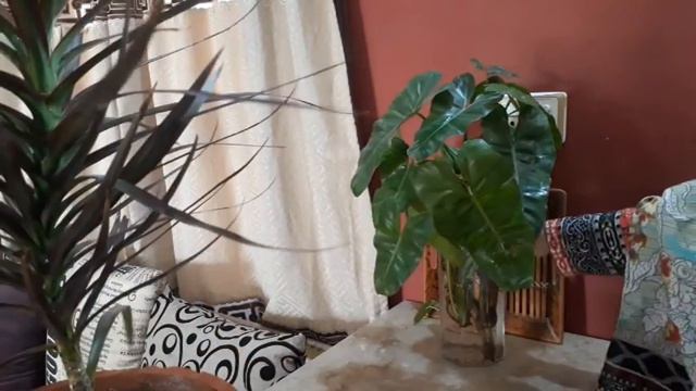 How To Care Dracaena Plant|| dracaena plant care indoor|| dracaena plant kitchen gardening смотреть онлайн