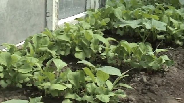 капельный полив. бюджетный вариант.