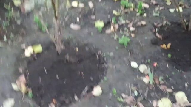 Укрытие роз на зиму сухой землёй. смотреть онлайн