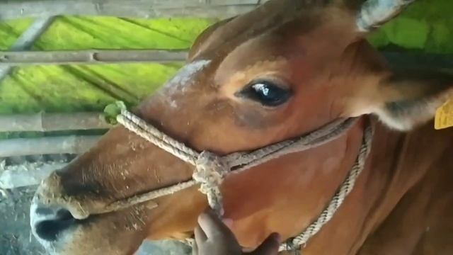 cow dance,cow videos,dancing cow,cow chinta ta chita chita chita chita chita,Village Life vlog смотреть онлайн