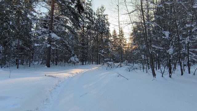 Солнечное утро в заснеженном лесу. ч.1. Февраль 2024 смотреть онлайн