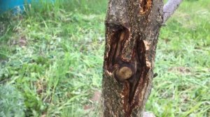 Болезнь абрикоса в Подмосковье