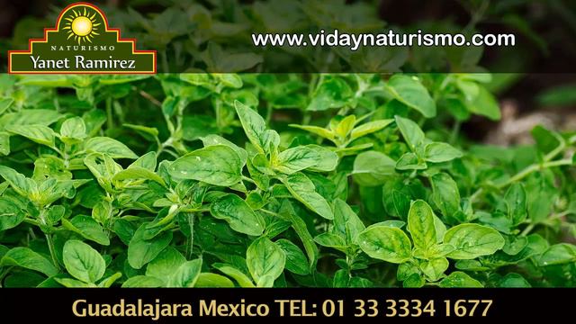 Para que Sirve el Te de Orégano y Cuales son sus propiedades Medicinales │Naturismo Yanet Ramirez смотреть онлайн