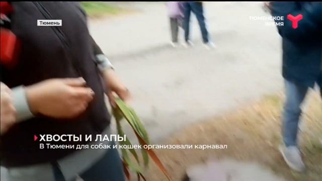 В Тюмени организовали карнавал для собак и кошек смотреть онлайн