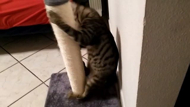 Песенка котенка - Пустите котенка гулять (П.Баринова) поет Анастасия Шевчук смотреть онлайн