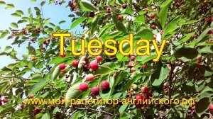 Дни недели на английском языке с переводом. Произношение по английски дней недели.