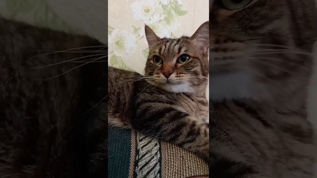 "Кот отказывается кушать🙀😸 смотреть онлайн