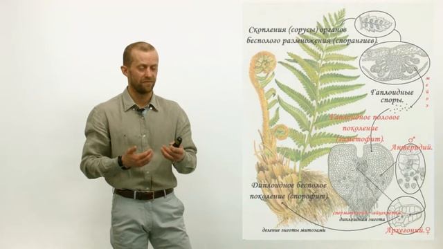 ЕГЭ биология. Плоидность. смотреть онлайн