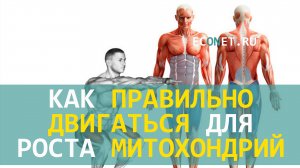 Как правильно двигаться для роста митохондрий