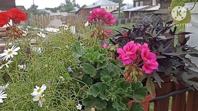 Сибирь. Обзор пеларгонии на участке. смотреть онлайн