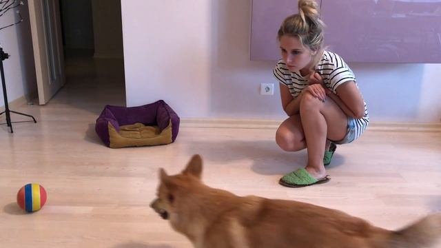 Что мы умеем / Наша дрессировка