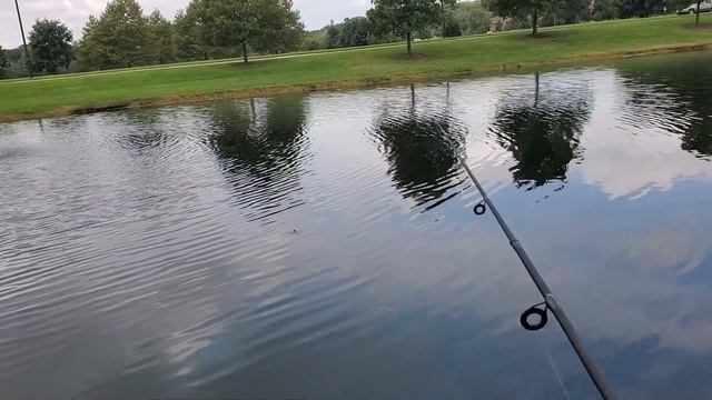 Bass Fishing Using Powerbait Minnows and Berkley Gulp Minnows смотреть онлайн