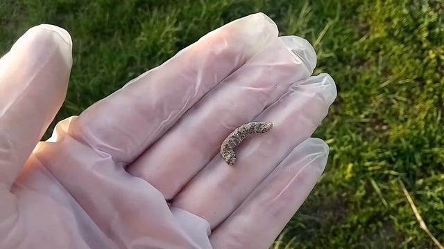 Метаризин: боремся с личинкой майского жука биопрепаратами смотреть онлайн