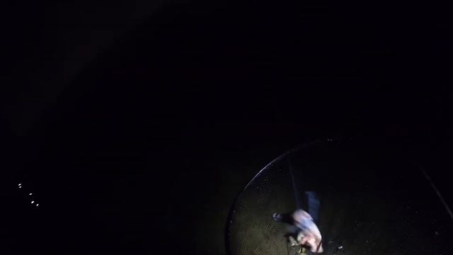 Ловим раки на куриную ножку ,Как поймать Раков,Самый быстрый способ для ловли Раков,