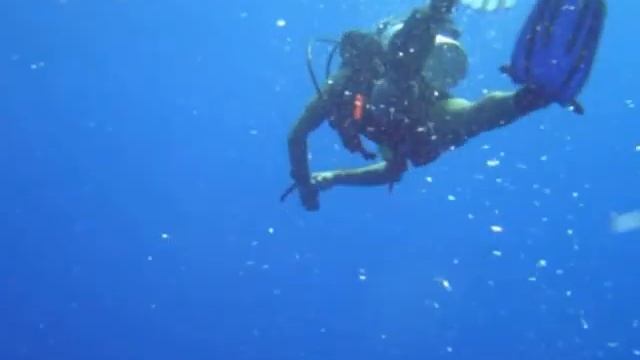 Shark video, Подводное видео акул в Красном море. смотреть онлайн