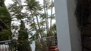 Гурзуф. Ул. Ленинградская и набережная