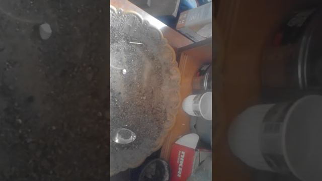 100% укореняется черенок Фиалки. смотреть онлайн