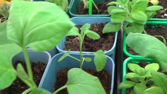 Если Вы сделаете Это с баклажанами, то....... смотреть онлайн